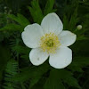 Canada Anemone