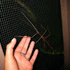 BIG Stick insect
