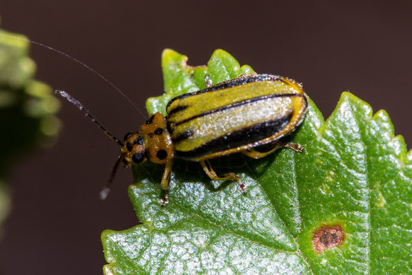 Elm Leaf Beetle | Project Noah