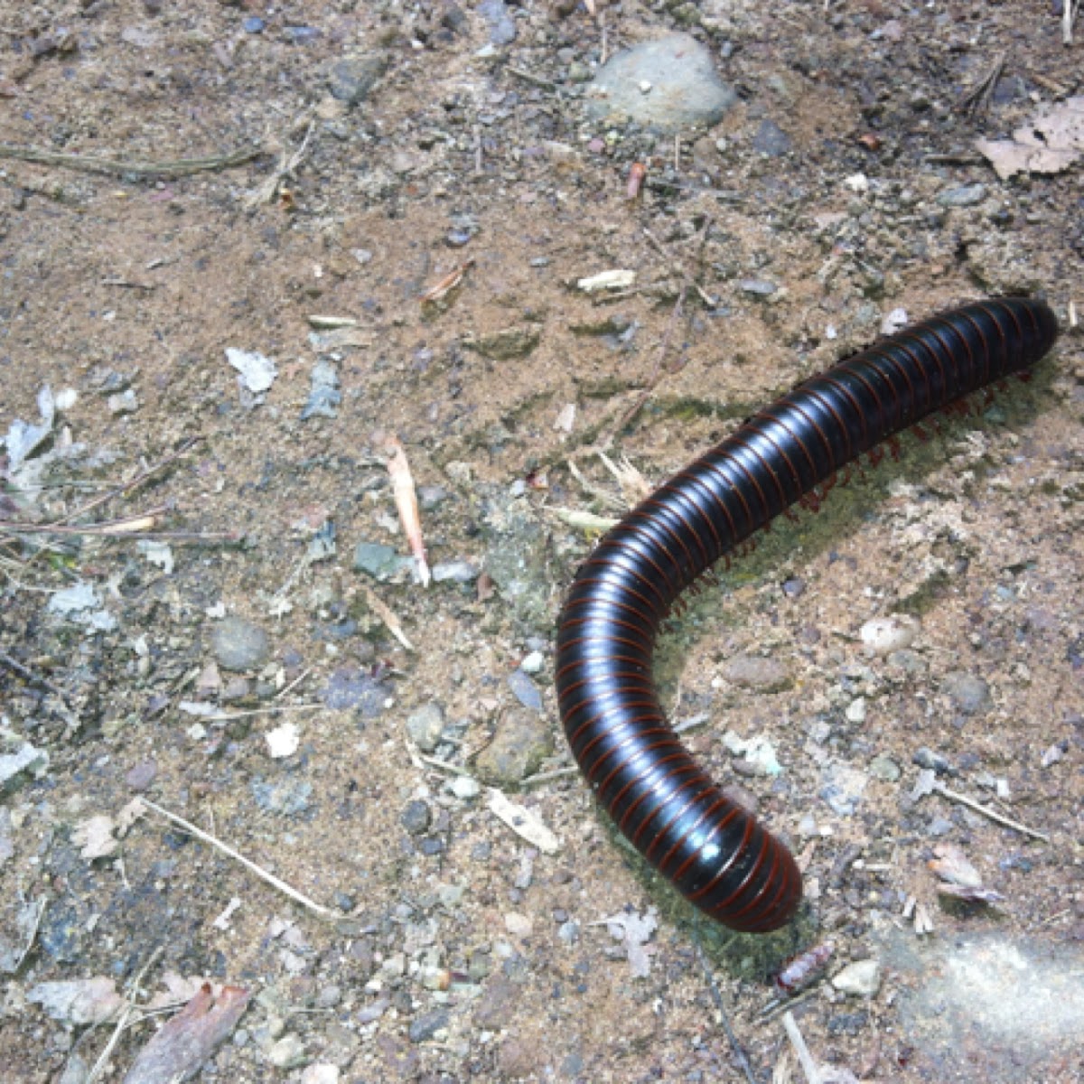 Millipede