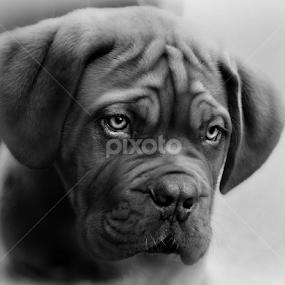 mmm please can i have  by Marie Leather - Animals - Dogs Portraits