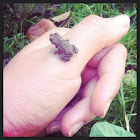 Common toad (toadlet, immature)