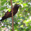 Silver-Beaked Tanager