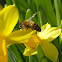 Buckfast Honeybee