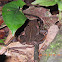 Litter toad