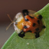 Orange tortoise beetle