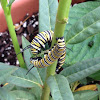 Monarch Butterfly (larvae)