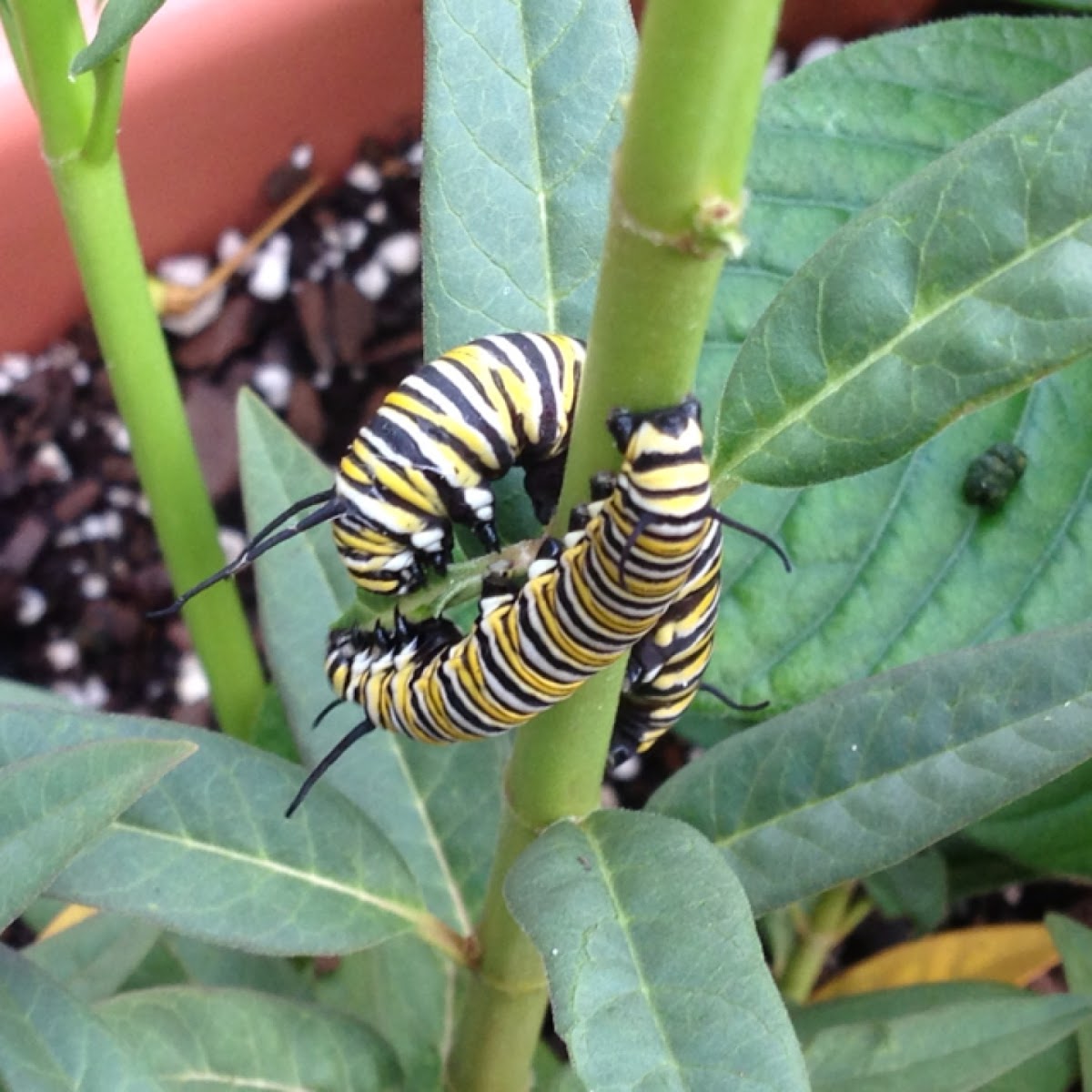 Monarch Butterfly (larvae)