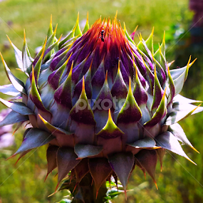 by Adnan Mirani - Nature Up Close Other plants