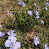 western blue flax
