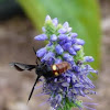 Scollid wasp