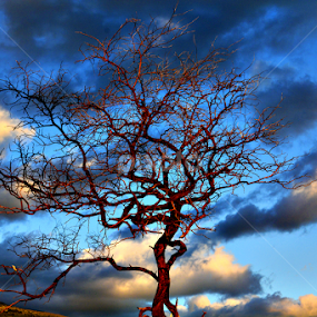 Makena  by Jeanne Knoch - Nature Up Close Trees & Bushes