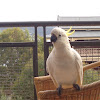 Sulphur-crested cockatoo