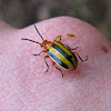Three-Lined Potato Beetle