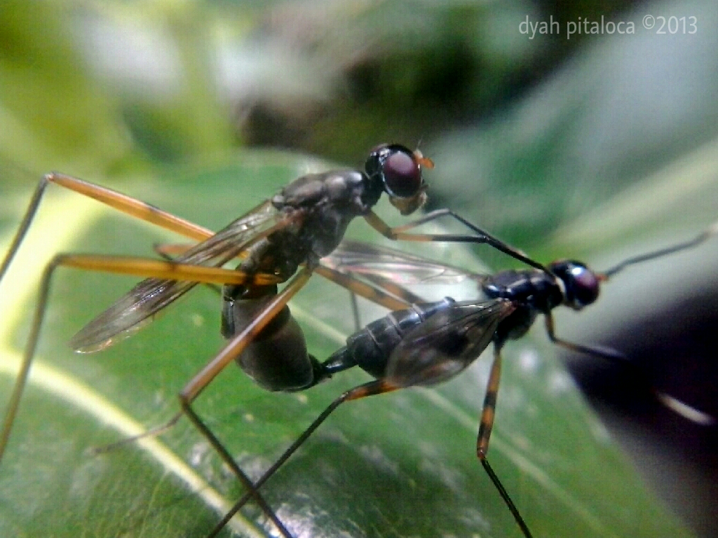 White-sox Fly, Stilt-legged Fly Mating