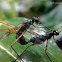 White-sox Fly, Stilt-legged Fly Mating