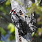 Yellow-bellied Sapsucker (male)