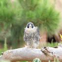 Peregrine Falcon