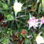 Ice Plant with Bloom