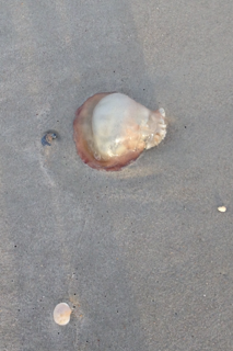 Cannonball Jellyfish