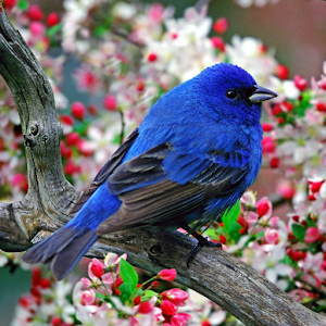 Birds Live Wallpaper.apk 1.0