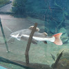 Red-tail catfish