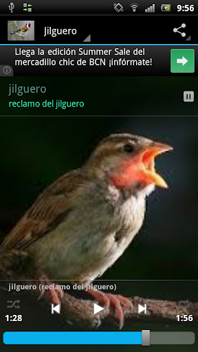 【免費娛樂App】Reclamo del jilguero-APP點子