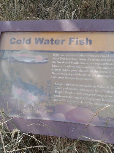 Cold Water Fish 