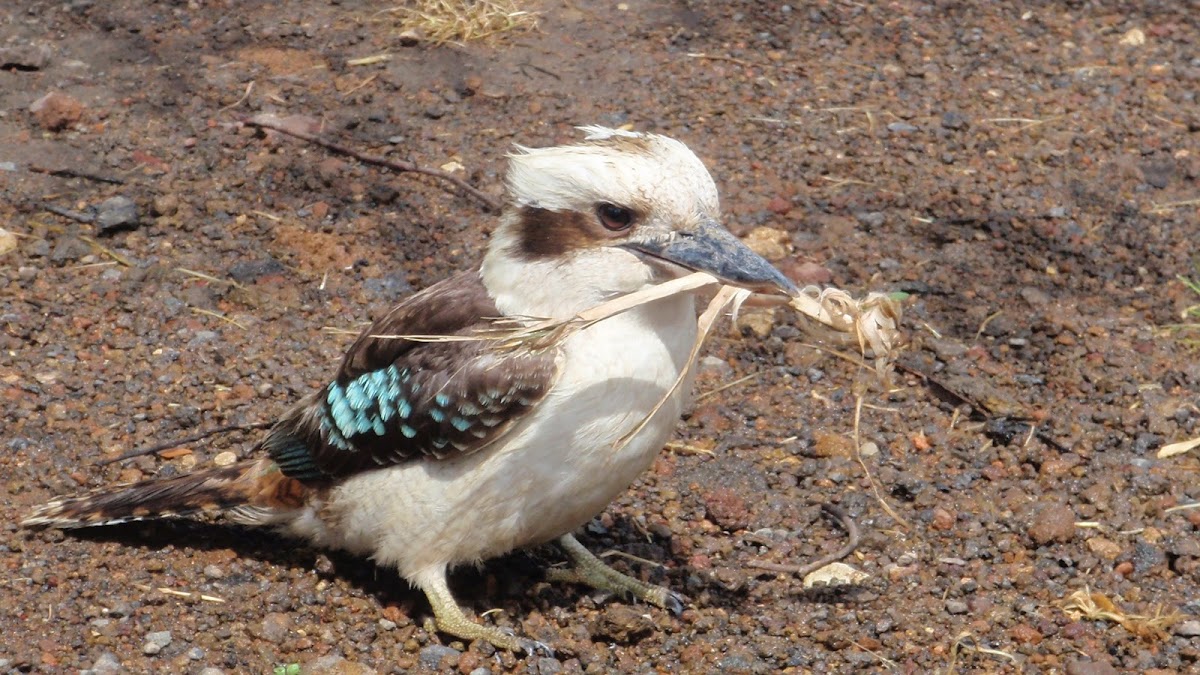 Dacelo leachii