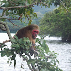 Stump-tailed macaque