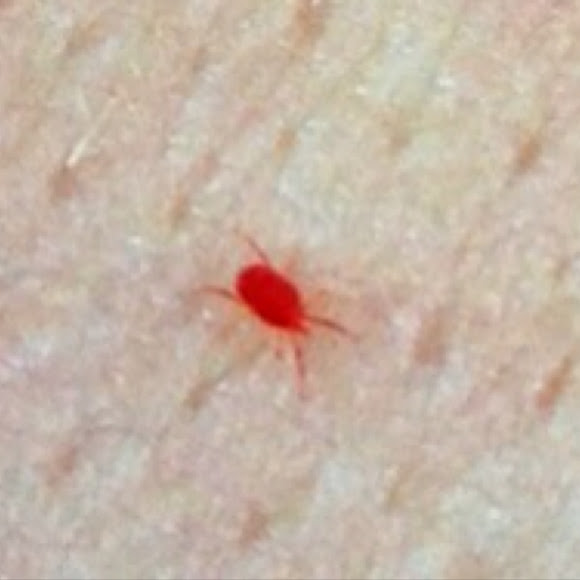 Clover Mite Project Noah