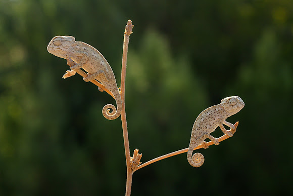 Mediterranean Chameleon Baby Chameleons Project Noah