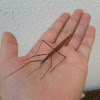 French Stick Insect