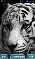 Tigers HD Wallpapers APK צילום מסך #4