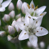 Kow Choi / Garlic Chives