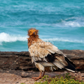 Egyptian Vulture by Prasad Kotian - Animals Birds