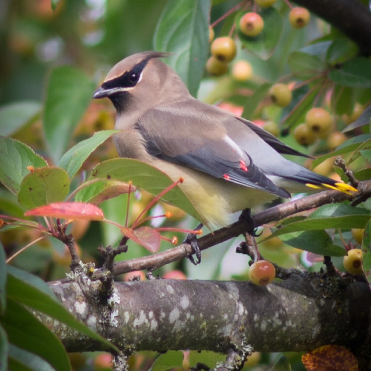 Cedar Waxwing