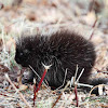 North American Porcupine (immature)