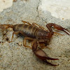 Scorpion / Škorpion