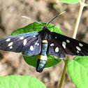 Nine-spotted moth