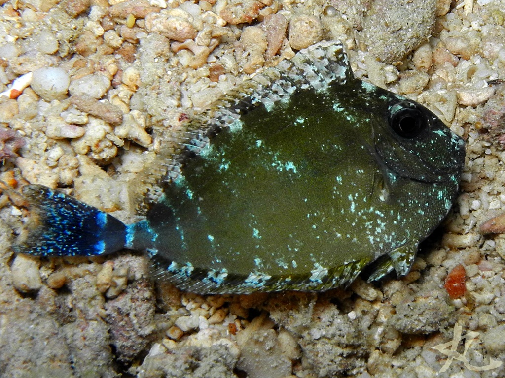 Spotted Unicornfish (juvenile)