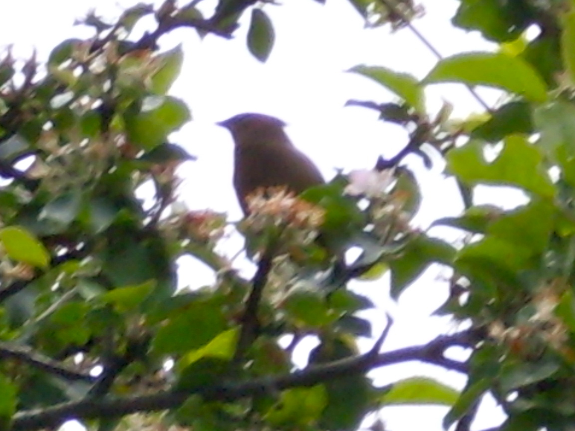 Cedar Waxwing