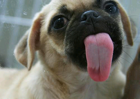 Cute Puppy Pictures screenshot
