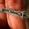 Crexa Moth Caterpillar