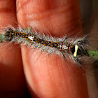 Crexa Moth Caterpillar