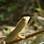 Oriental garden lizard