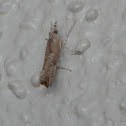 Crambid moth