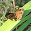 bush brown butterfly