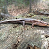 Five-lined Skink