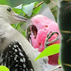 Red-Belliedwoodpecker, juvenile